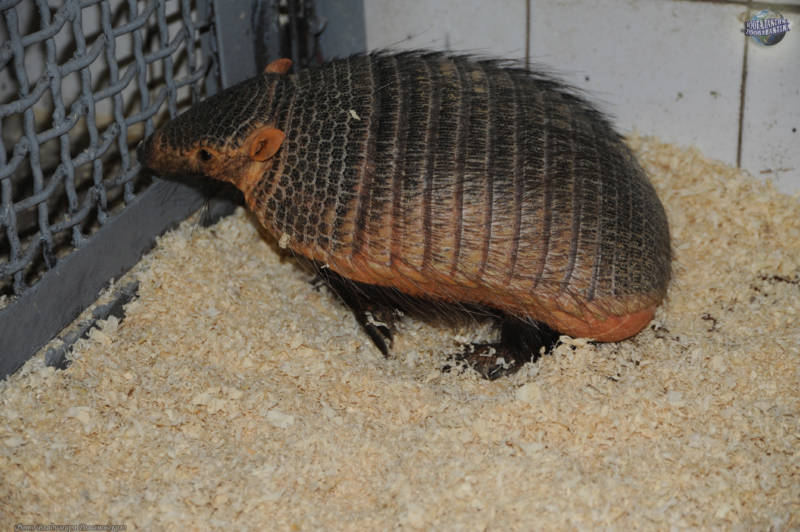 Броненосец - описание животного, где обитает, чем питается