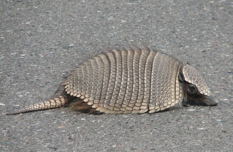 Броненосец - описание животного, где обитает, чем питается