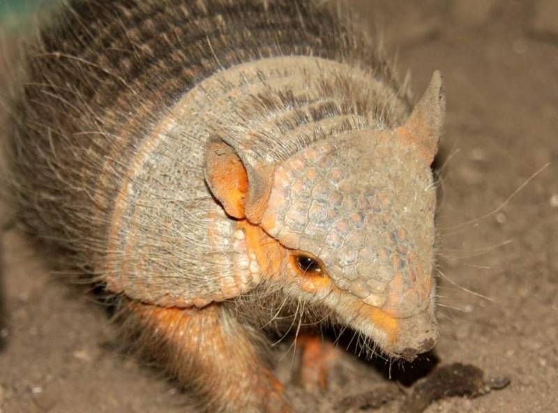 Броненосец - описание животного, где обитает, чем питается