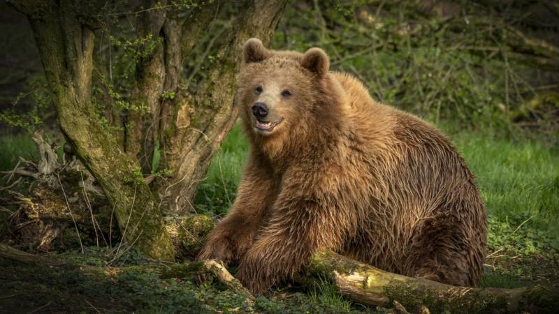 Птица филин - описание, красная книга