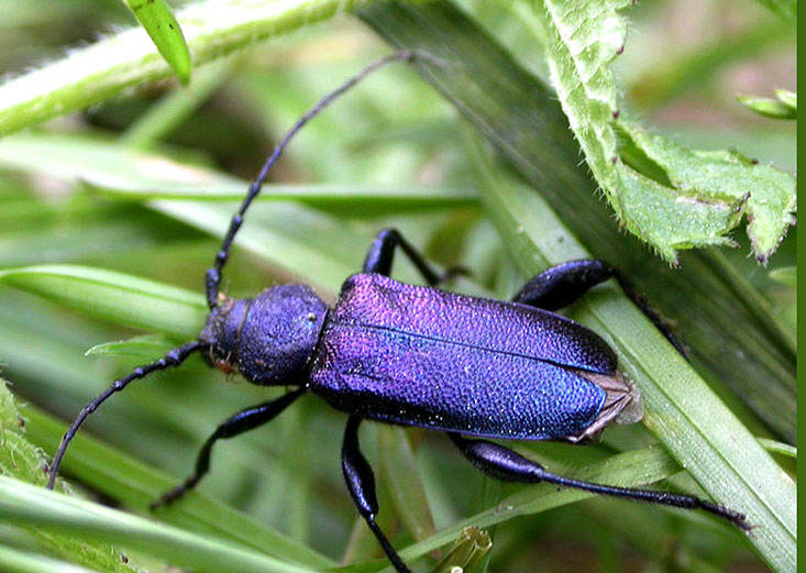 Жук дровосек - описание, питание, как выглядит, статус в красной книге