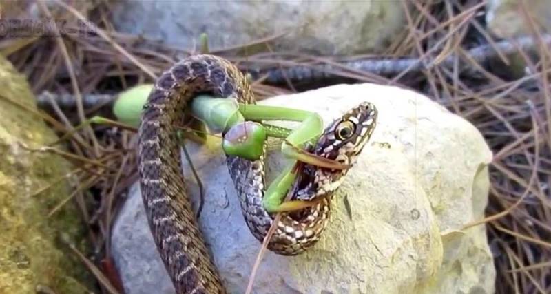 Уж - описание змеи, где обитает, виды, размер, чем питается