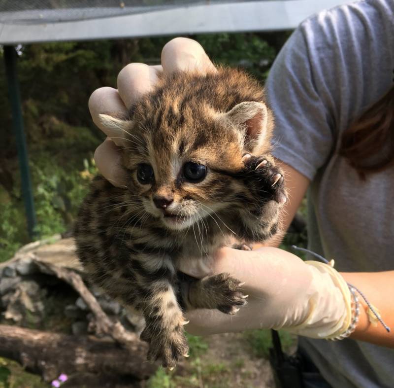Черноногая кошка: описание, характер, внешний вид и среда обитания