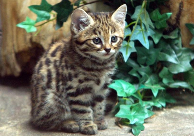 Черноногая кошка: описание, характер, внешний вид и среда обитания