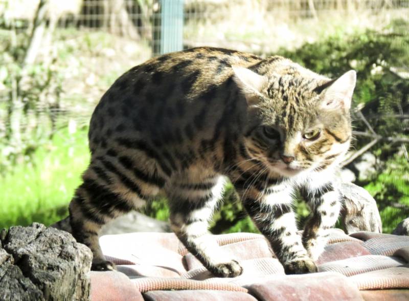 Черноногая кошка: описание, характер, внешний вид и среда обитания