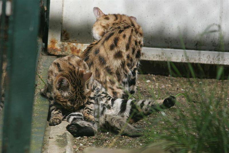 Черноногая кошка: описание, характер, внешний вид и среда обитания