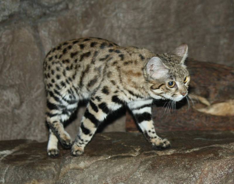 Черноногая кошка: описание, характер, внешний вид и среда обитания