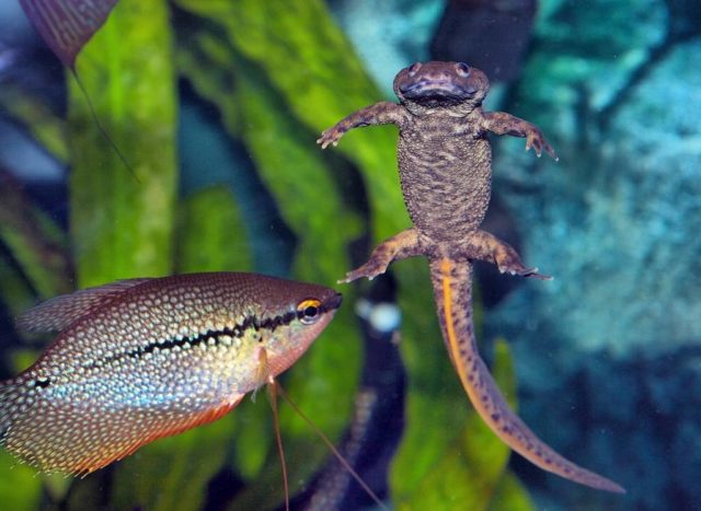 Тритон аквариумный: содержание в аквариуме с рыбками