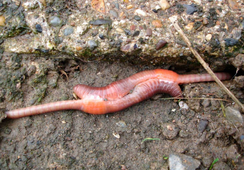 Дождевой червь: образ жизни и среда обитания