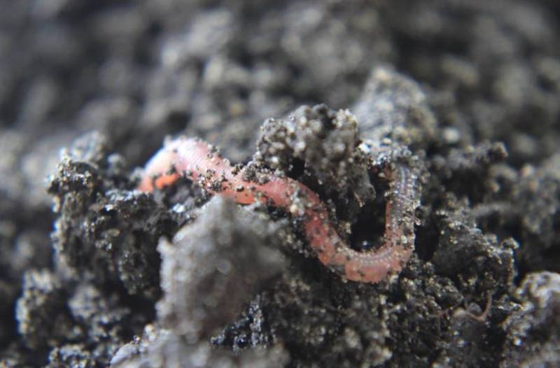 Дождевой червь: образ жизни и среда обитания