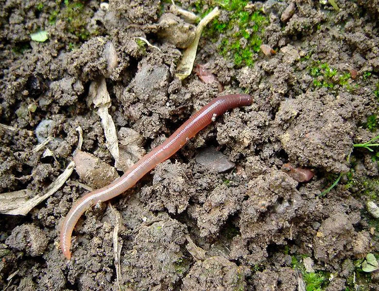Дождевой червь: образ жизни и среда обитания