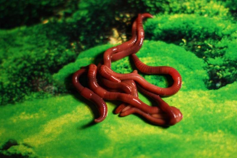 Дождевой червь: образ жизни и среда обитания