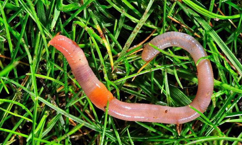 Дождевой червь: образ жизни и среда обитания