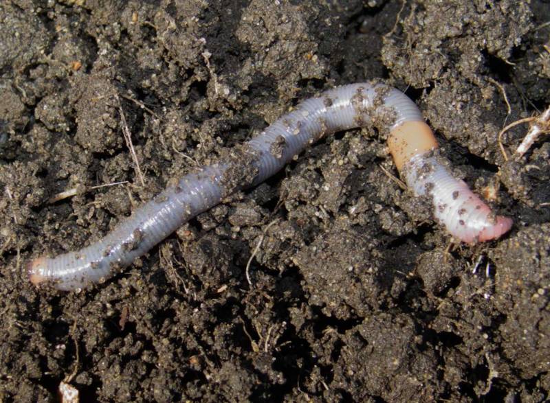 Дождевой червь: образ жизни и среда обитания