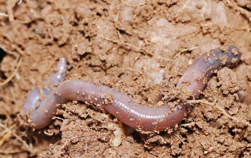 Дождевой червь: образ жизни и среда обитания