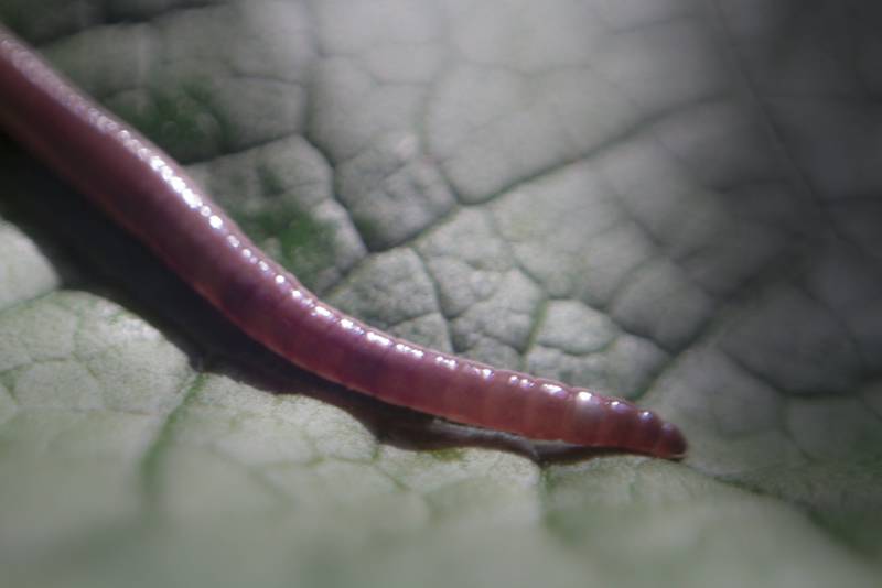 Дождевой червь: образ жизни и среда обитания