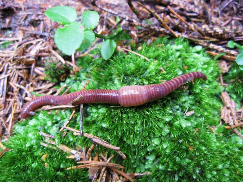 Дождевой червь: образ жизни и среда обитания