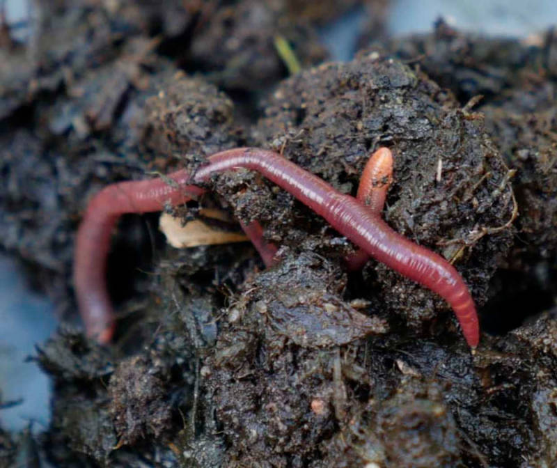 Дождевой червь: образ жизни и среда обитания