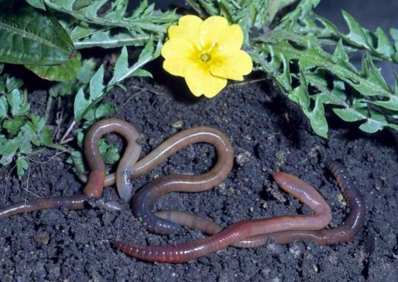 Дождевой червь: образ жизни и среда обитания