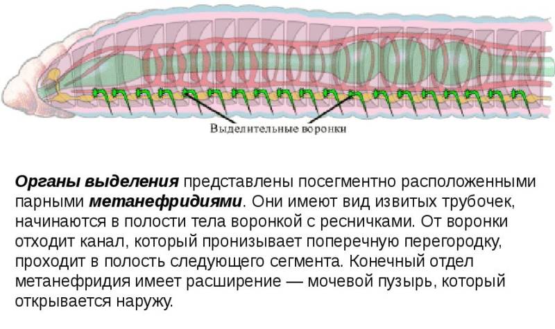 Дождевой червь: образ жизни и среда обитания