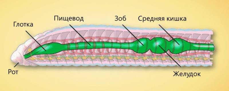 Дождевой червь: образ жизни и среда обитания