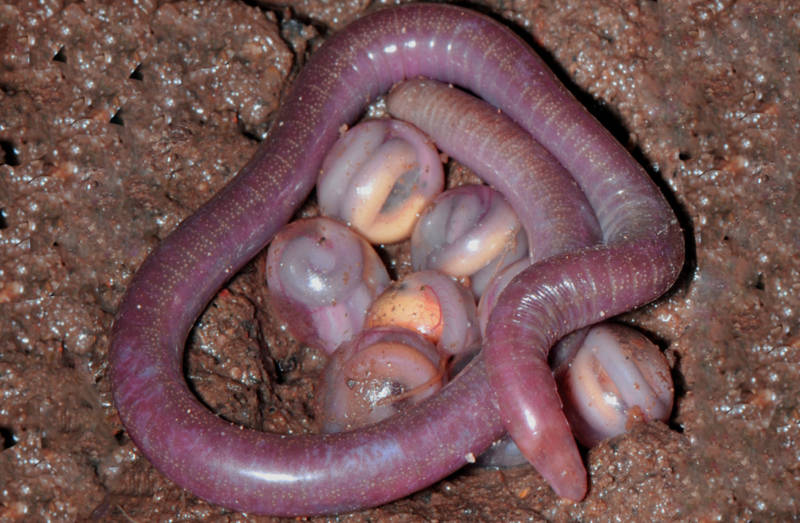 Дождевой червь: образ жизни и среда обитания