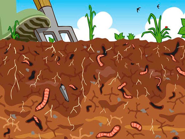 Дождевой червь: образ жизни и среда обитания