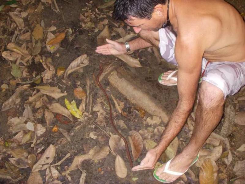 Дождевой червь: образ жизни и среда обитания