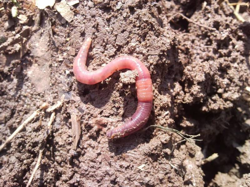 Дождевой червь: образ жизни и среда обитания