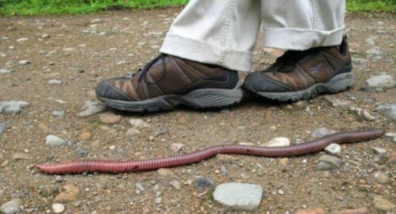 Дождевой червь: образ жизни и среда обитания