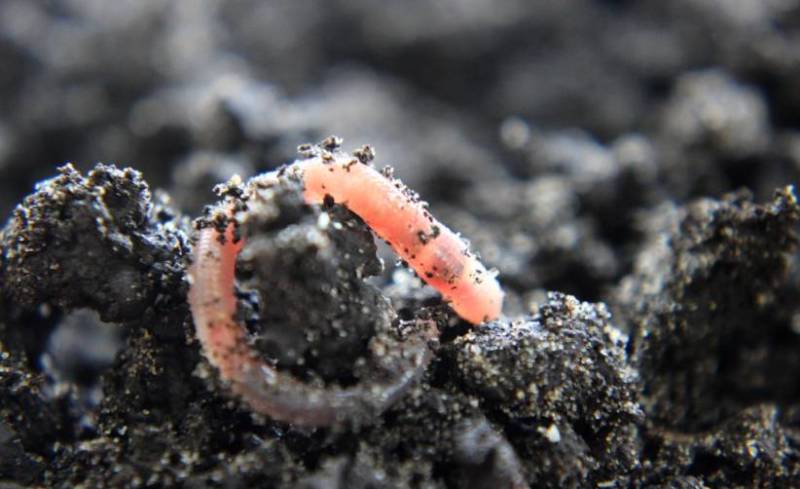 Дождевой червь: образ жизни и среда обитания