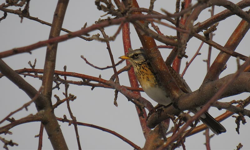 Дрозды - перелетные птицы, но остаются зимовать из-за рябины