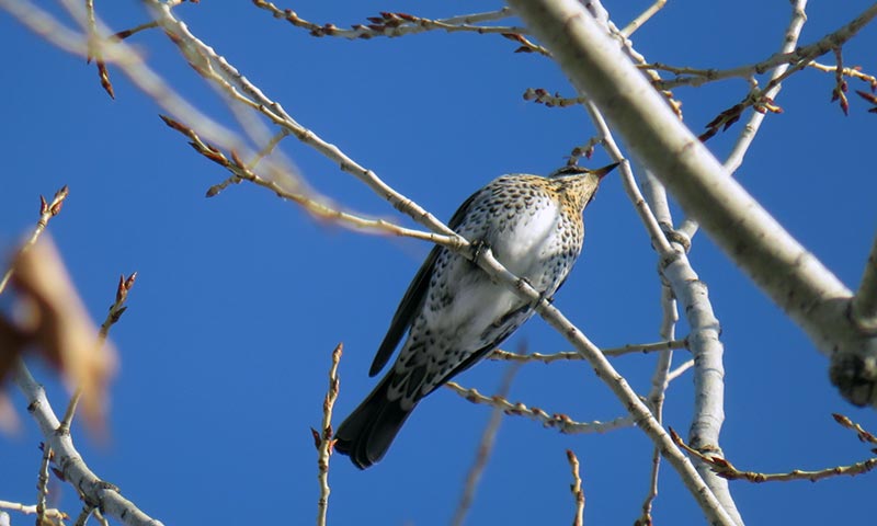 Дрозд рябинник и интересные факты о нем