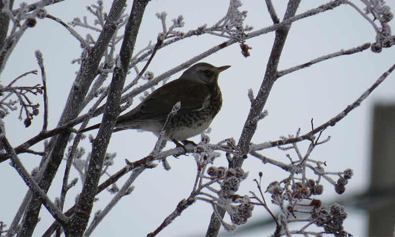Перелетные и зимующие птицы: описание, виды, характеристика