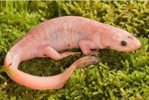 Тритон аквариумный: содержание в аквариуме с рыбками