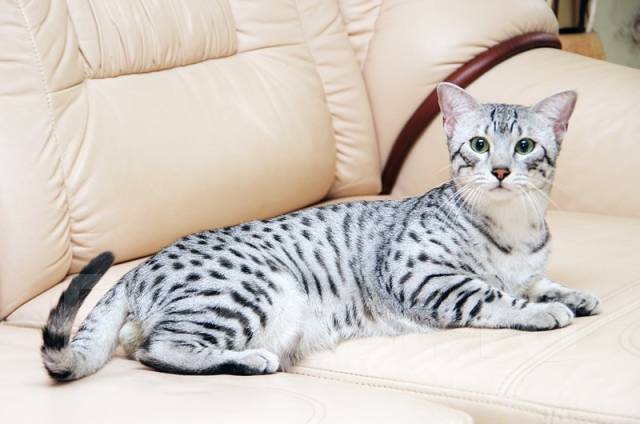ТОП-14 пород кошек, похожих на тигра, льва и леопарда – фото и обзор «тигровых» кошек