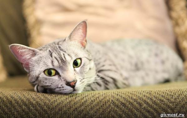 Египетская-мау-преданная-кошка-похожая-на-маленького-леопарда-10