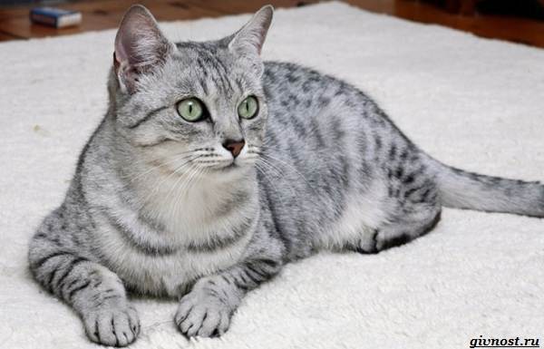 Египетская-мау-преданная-кошка-похожая-на-маленького-леопарда-14