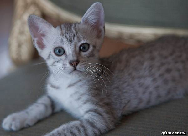 Египетская-мау-преданная-кошка-похожая-на-маленького-леопарда-6