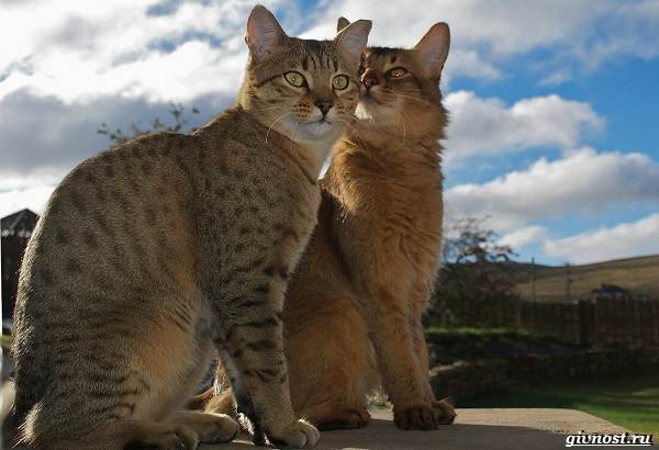 Египетская-мау-преданная-кошка-похожая-на-маленького-леопарда-7