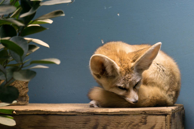 Фенек - описание животного, где обитает, размер, вес, чем питается