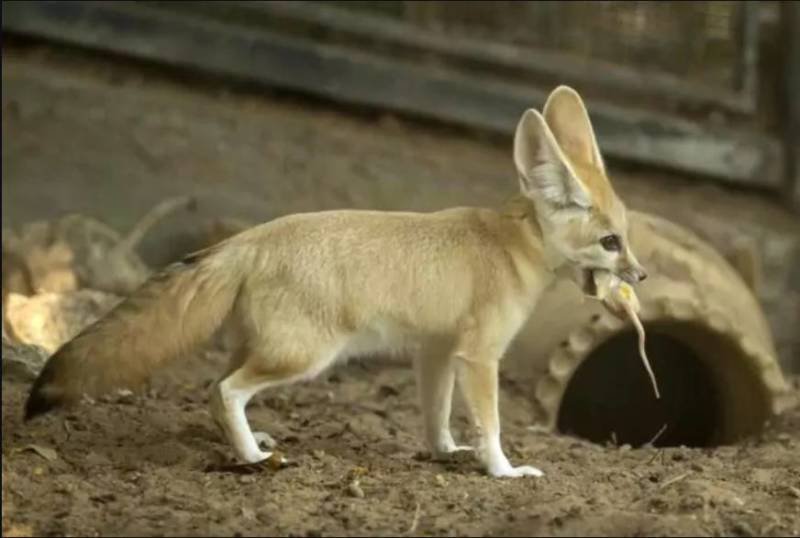 Фенек - описание животного, где обитает, размер, вес, чем питается