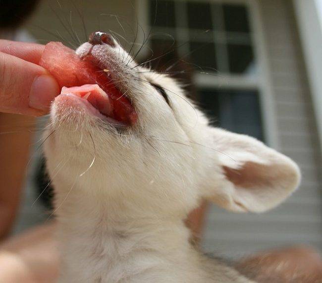 Фенек - описание животного, где обитает, размер, вес, чем питается