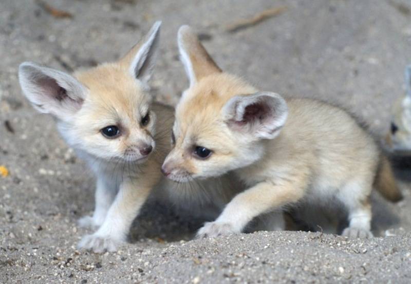 Фенек - описание животного, где обитает, размер, вес, чем питается