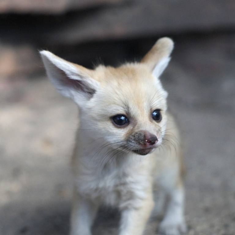 Фенек - описание животного, где обитает, размер, вес, чем питается