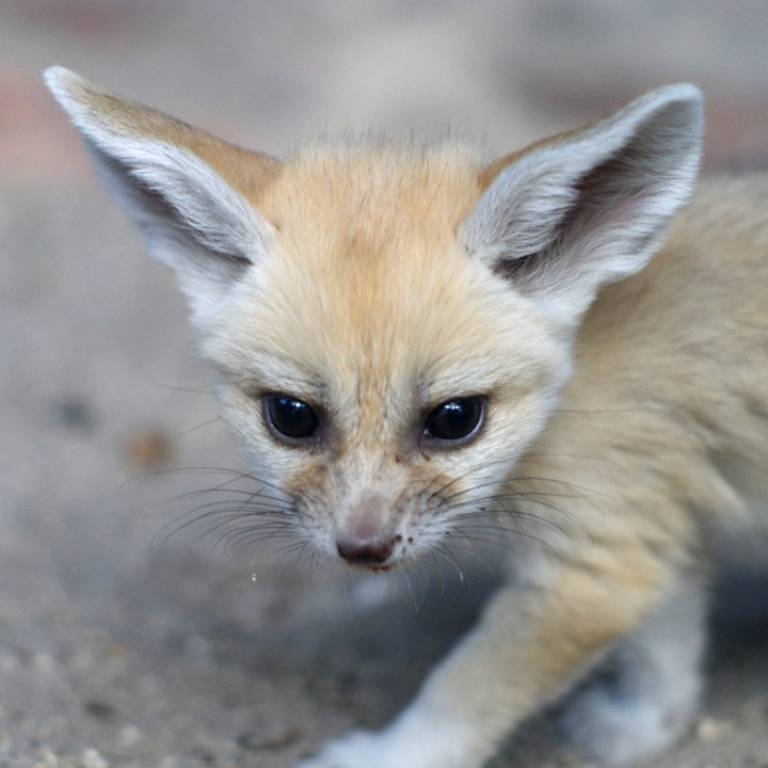 Фенек - описание животного, где обитает, размер, вес, чем питается