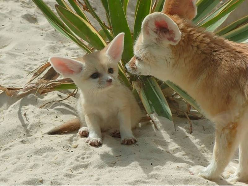 Фенек - описание животного, где обитает, размер, вес, чем питается