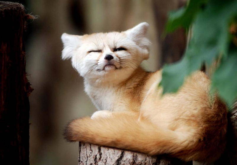 Фенек - описание животного, где обитает, размер, вес, чем питается