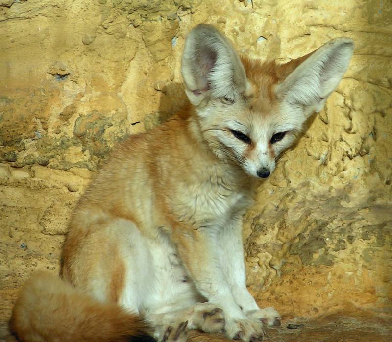 Фенек - описание животного, где обитает, размер, вес, чем питается