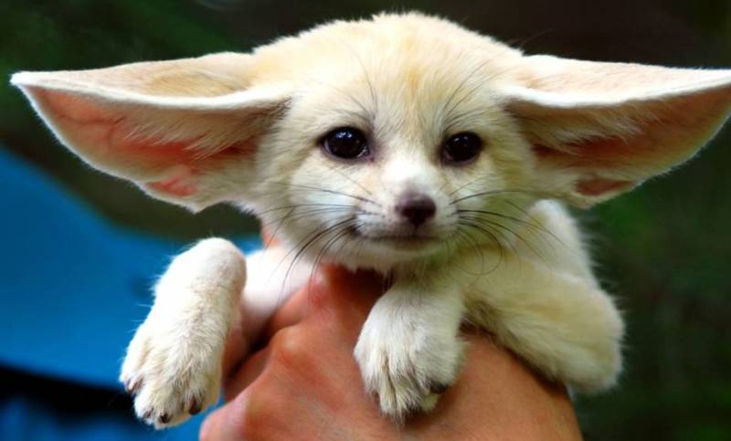 Фенек - описание животного, где обитает, размер, вес, чем питается